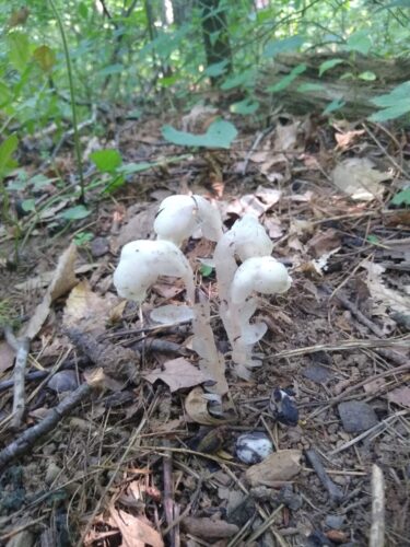 Woodland Weirdos